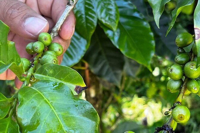 coffee-tour-in-sacatepequez-with-tasting