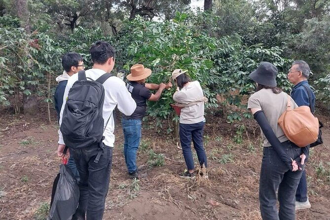 coffee-tour-near-the-agua-volcano-with-tasting