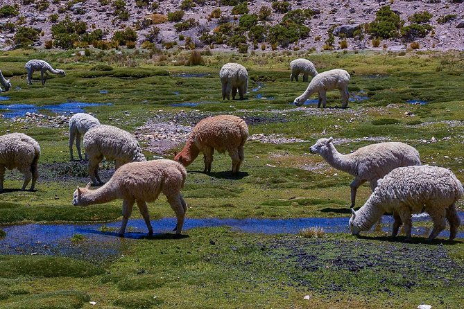 colca-canyon-2-days-1-night-spectacular