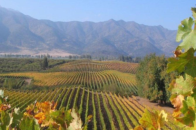 colchagua-valley-vinas-viu-manet-and-montes-alfha