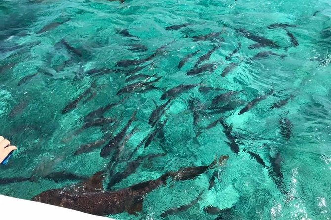 coral-garden-shark-and-sting-ray-alley-snorkeling