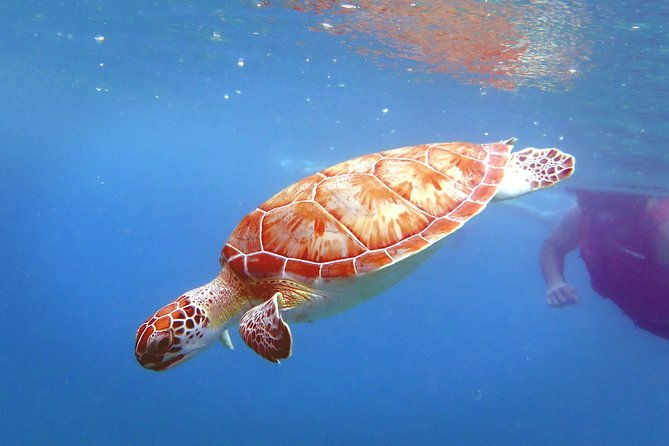 coral-reef-and-turtle-discovery-kayak-and-snorkel-tour