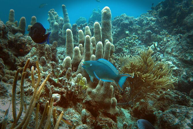 coral-reef-and-turtle-discovery-tour