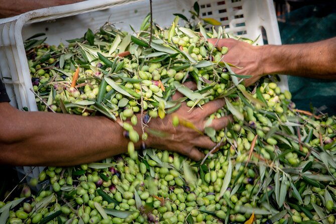 corfu-organic-olive-oil-tasting-at-family-farm