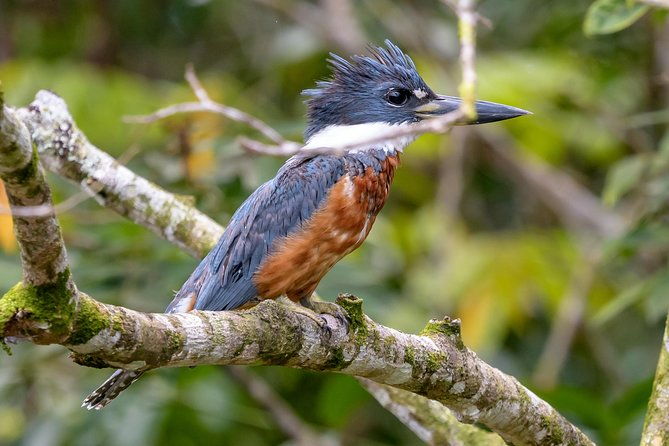 costa-rican-wildlife-palo-verde-national-park-private-tour