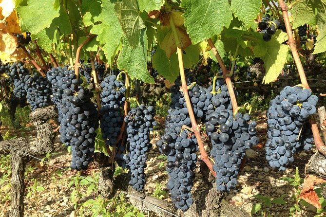 cotes-du-rhone-wine-tour-900-am-to-515-pm-small-group-tour-from-lyon