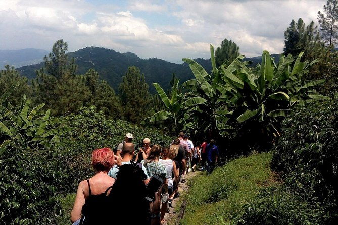 craighton-blue-mountain-coffee-tasting-farm-tour-from-port-royal-cruise-port