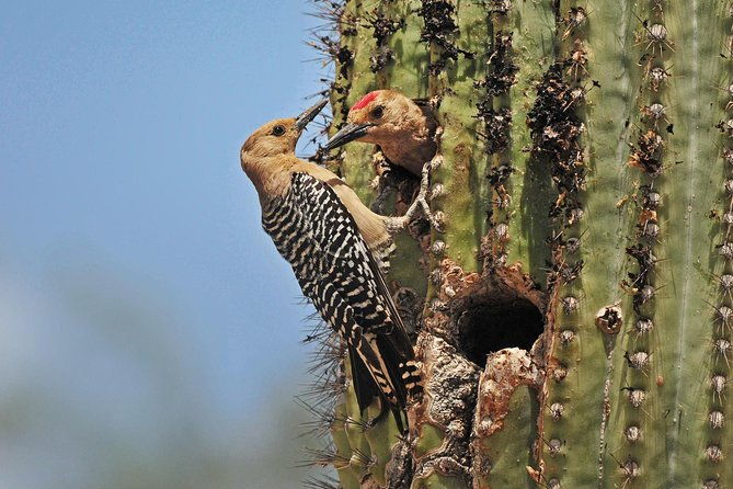 creative-soul-scavenger-huntsabino-canyoncatalina-parktucson