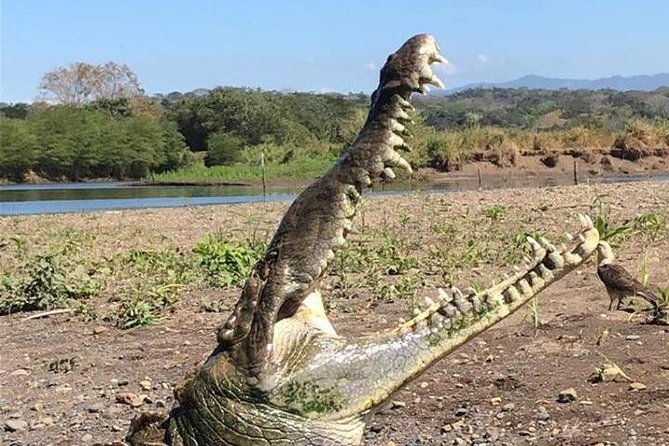 crocodile-man-tour-the-original