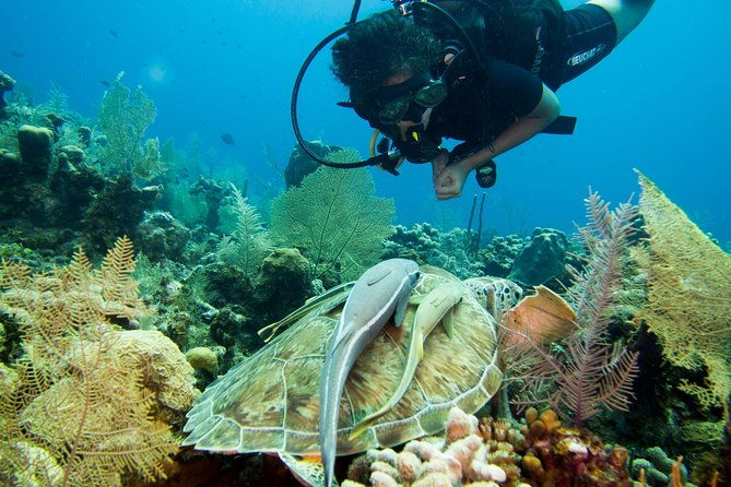 cruise-excursion-2-scuba-dives-with-transport-for-certified-divers