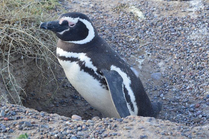 cruise-shore-excursion-peninsula-valdes-pto-madryn-patagonia-argentina
