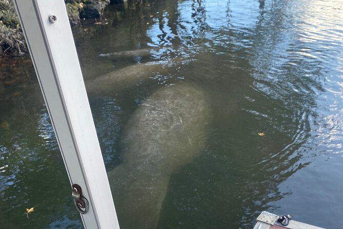 crystal-river-private-manatee-boat-tour