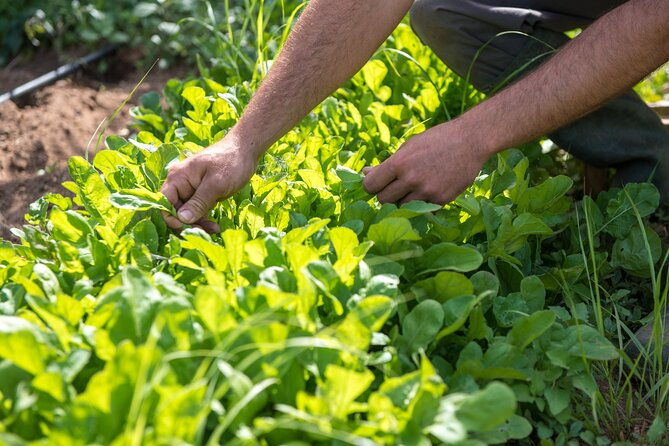culinary-agristory-in-vathis-kalymnos