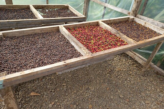 cultural-combo-coffeechocolate-tour-sloths-souvenir-market