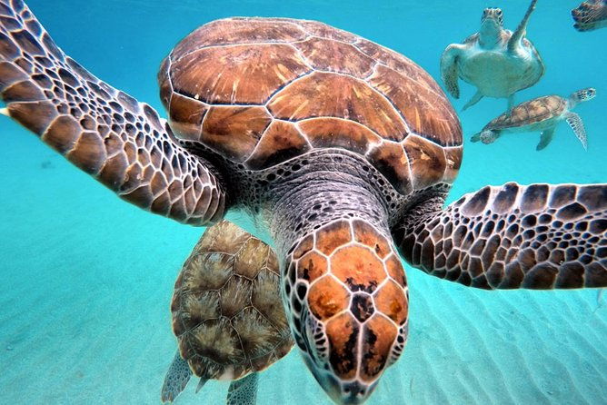curacao-swimming-with-sea-turtles-and-grote-knip-beach-tour-2