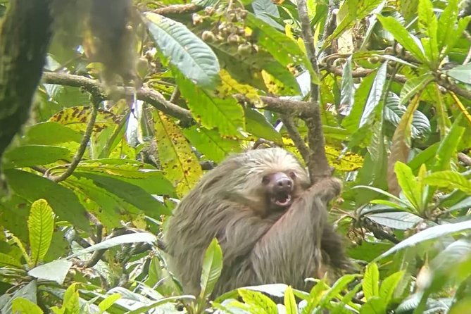 curi-cancha-bird-watching-tour-semi-private