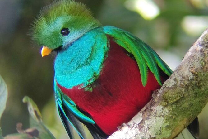 curicancha-birdwatching-tour