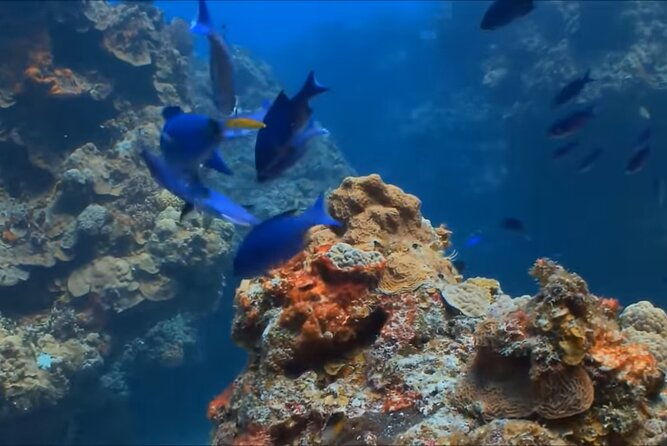 customized-snorkelingswimming-discover-coral-reefs-and-fishes