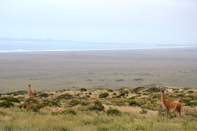dama-island-or-chanaral-navigation-tour-humboldt-penguin-reserve