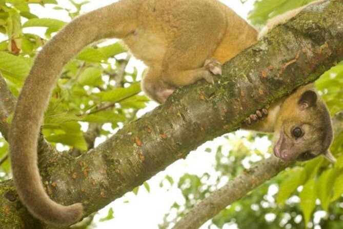 damas-island-mangrove-tour-with-monkeys