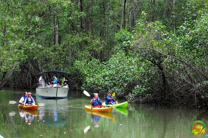 damas-mangrove-boat-tour