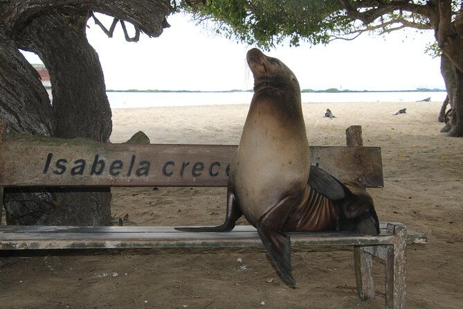 day-tour-to-isabela-island-with-tintorera-islet-snorkeling-wetlands-flamingos