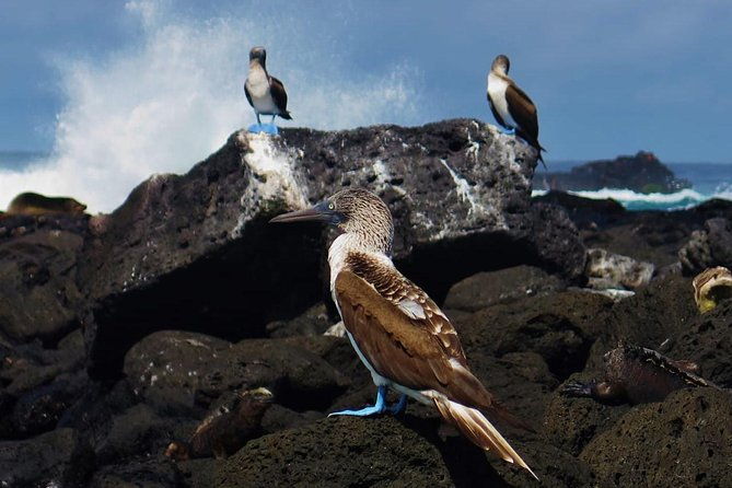 day-tour-to-pinzon-island-and-la-fe-palmitas-bay-with-snorkeling-and-fishing
