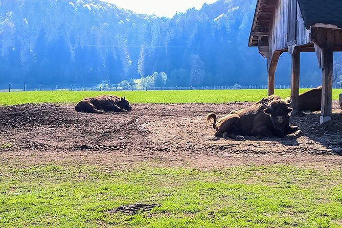 day-trip-from-brasov-bison-reserve-traditional-lunch