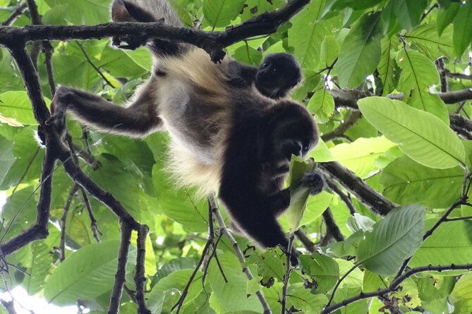day-trip-meet-howler-monkeys-at-churute-make-organic-chocolate