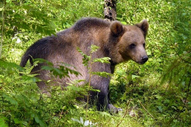 day-trip-to-gauja-national-park-animals-castles-and-a-cave