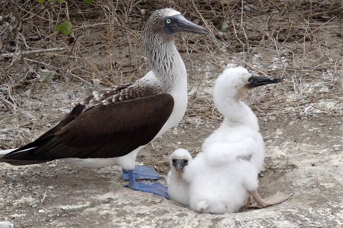 day-trip-to-isla-de-la-plata-mini-galapagos-from-guayaquil