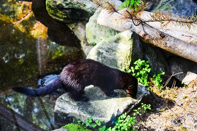 day-trip-to-ranua-arctic-wildlife-park-from-rovaniemi