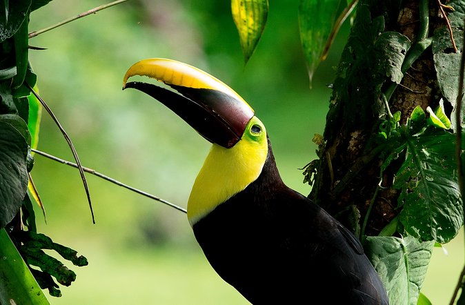 deluxe-private-bird-watching-tour-manuel-antonio