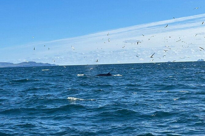 dingle-boat-tours-rib-adventure-private-2