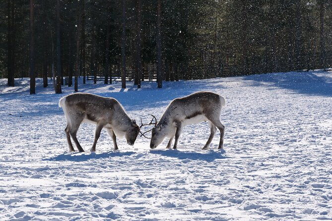 discover-inari-reindeer-farm-siida-museum-open-fire-lunch