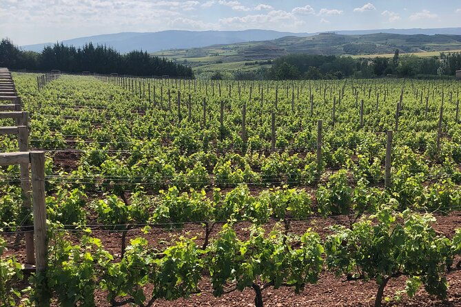 discover-rioja-3-wineries-exclusive-tastings-await