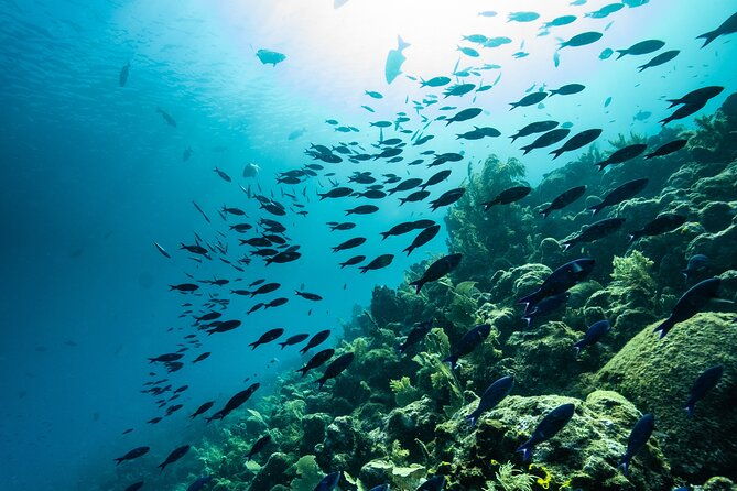 discover-scuba-diving-in-roatan-at-upachaya-with-private-transfer