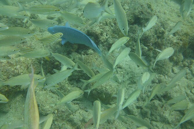 discover-snorkeling-tour-in-panama-city
