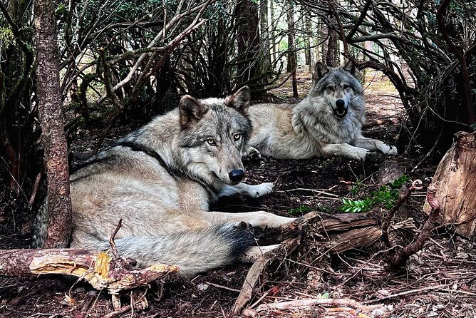 discover-the-beauty-of-the-wild-roam-in-the-spirit-of-the-wolf-2