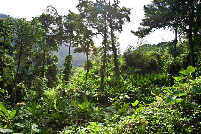 discover-the-rainforest