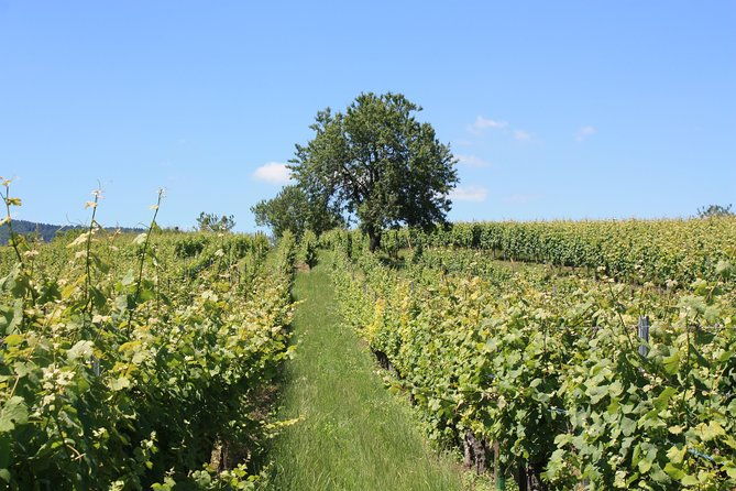 discovery-vineyard
