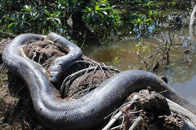 dive-into-the-heart-of-the-wild-at-caiman-eco-lodge-cuyabeno
