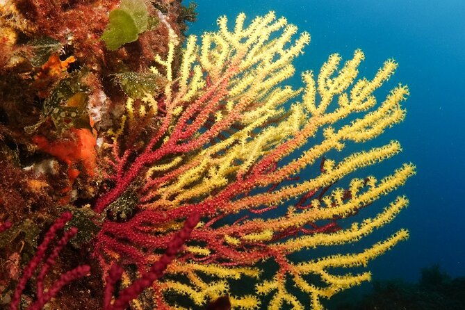 diving-baptism-in-the-montgri-natural-park