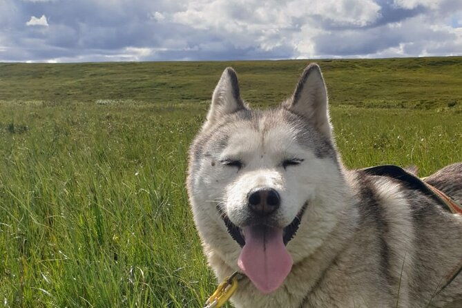 dog-sledding-and-mushing-experience-by-siberian-husky-in-iceland-2