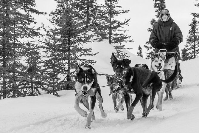 dog-sledding-subarctic-wilderness-tour-2