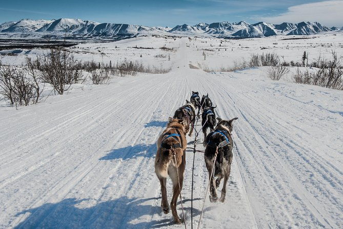 dog-sledding-subarctic-wilderness-tour