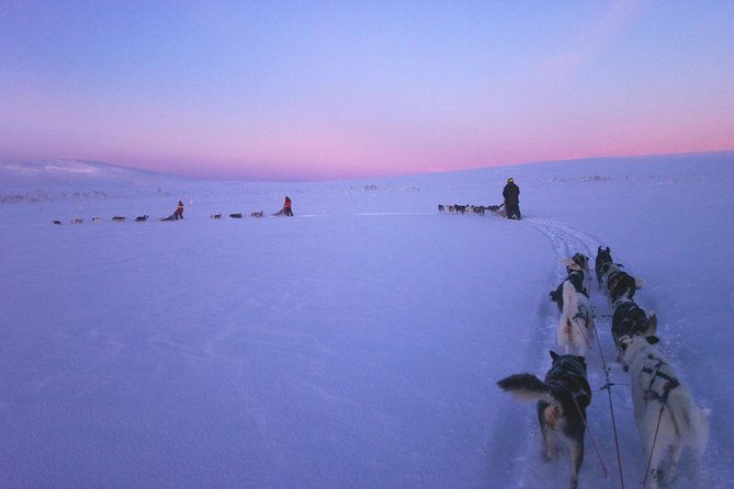 dogsled-adventure-kiruna