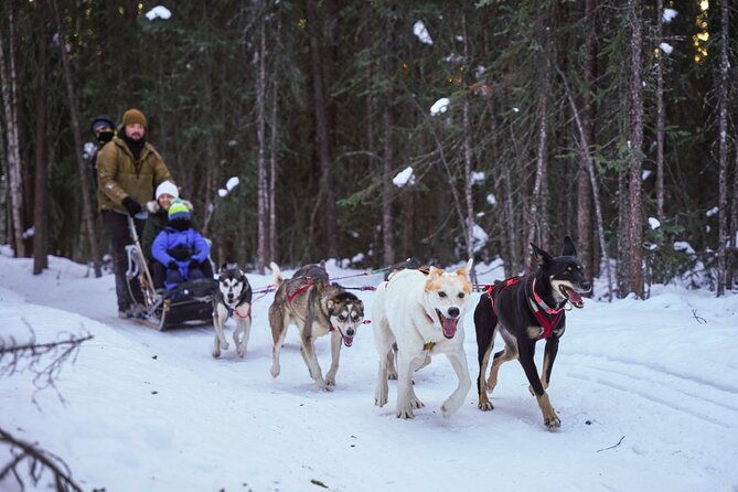 dogsled-and-reindeer-day-trip-to-borealis-basecamp