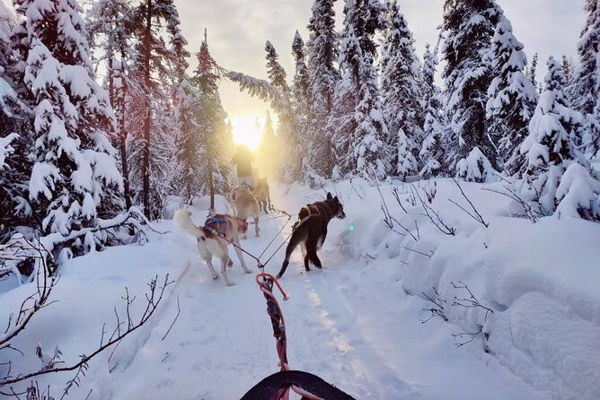 dogsled-rides