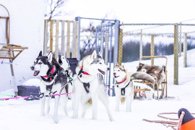 dogsledding-near-akureyri